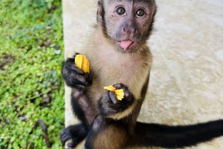 Monkey House VIP Animal Sanctuary Experience