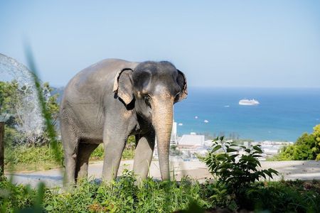 Phuket Ethical Elephant Sanctuary and Tree Planting Experience