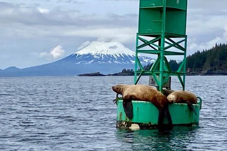 Sitka Scenic Marine Life & Seabirds Private Charter Eco-Tour