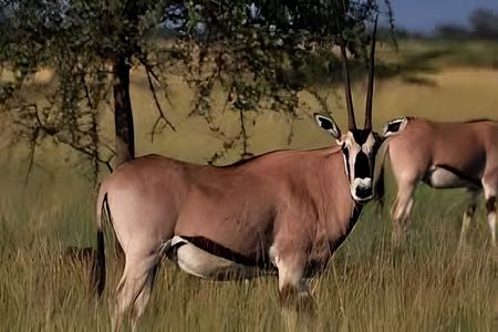 3Day Awash National Park Wildlife Safari with Hot Springs