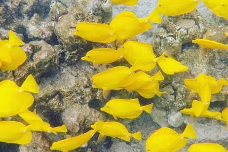 Captain Cook Snorkel Tour with Sea Caves, History and Lava Tubes