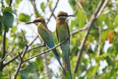 Negombo to Muthurajawela Eco Birdwatching Boat Tour with transfer