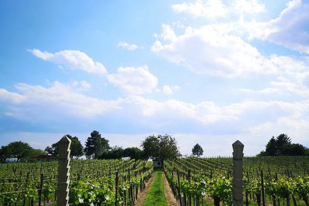 Private Kakheti Wine Tour with Sighnaghi, Bodbe & Wine Tastings