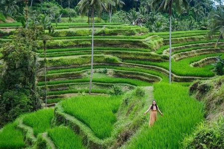 Ubud : All-Inclusive and Private Guided Tour