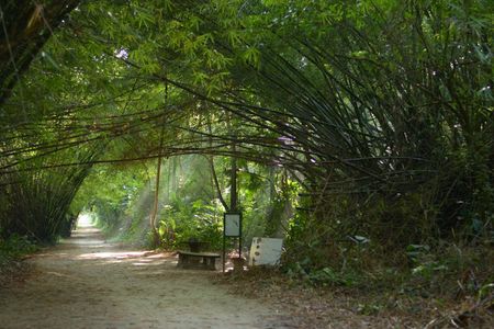 Commewijne Plantation Tour