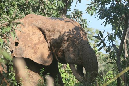 3 days Ghana must go Elephants Safari - with flights