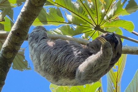Pedra Bonita: Tour de Natureza com Vida Selvagem e Mirantes