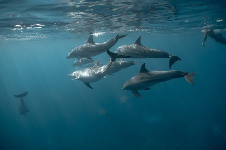 100%PRIVATE Speedboat Trip– Dolphin House,Snorkeling,White island