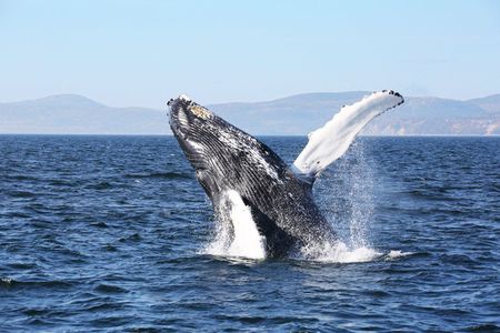 Québec City: Whale Watching Tour with Bus Transportation