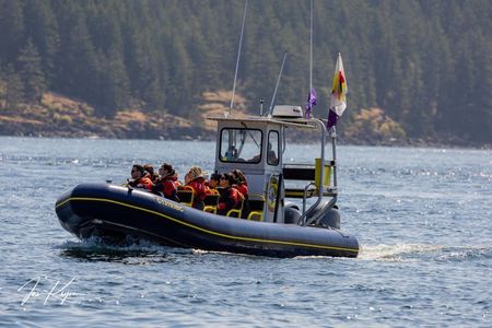 Campbell River, BC: 4 Hour Wildlife Tour Featuring Whale Watching