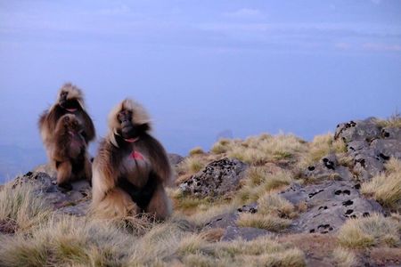 Scenic Debre Libanos and Portuguese Bridge Tour