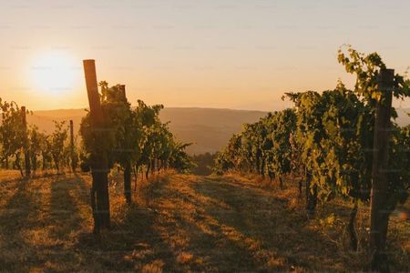 Nemea Wine Tasting Corinth Canal and Ancient Corinth Private Tour