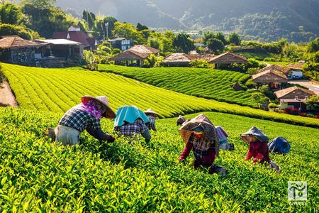 Alishan Forest Tour Experience