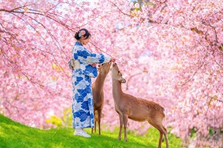 Kyoto and Nara UNESCO Highlights Full-day Tour From Osaka