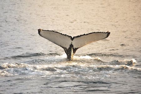 Whale Watching from Akureyri Small Group Boat Tour Hjalteyri