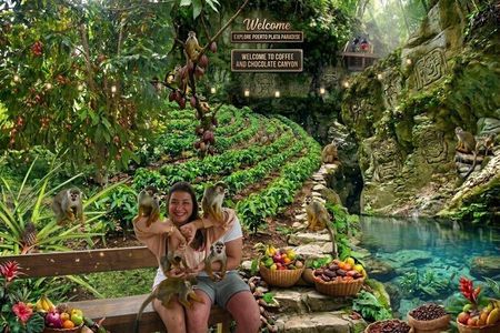 Monkeys, Chocolat and Café Organic Plantation in Puerto Plata