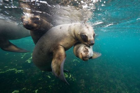 Snorkeling with Sea Lions by Madryn Buceo