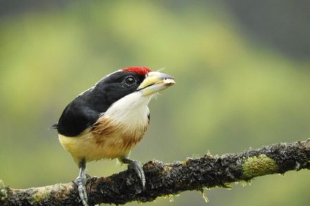San Rafael Birding y Chocolate Experience 3 Days in Colombia