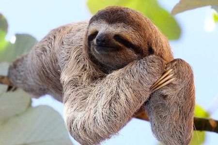 Sloths, Hot Springs & Miravalles Volcano Experience