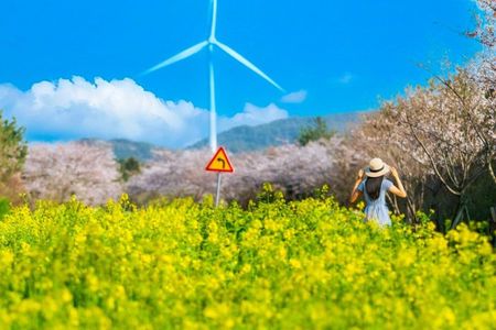 Ultimate Jeju Day Tour: UNESCO & Must-See (East/SouthWest)