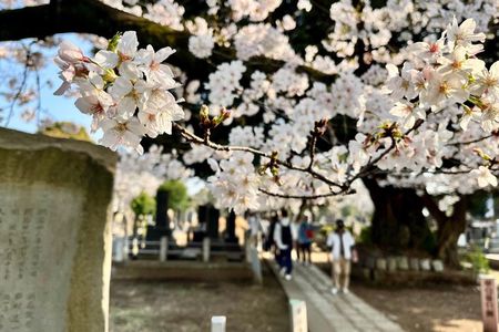 Yanaka Walking Tour: Historic and Traditional District of Tokyo
