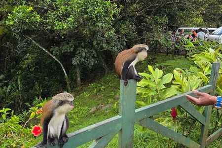 Grenada Rainforest and Beach Tour