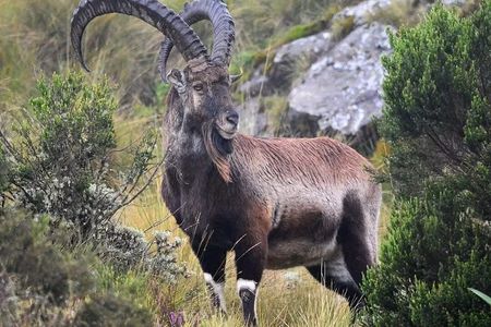 Private Guided 7 Day Mountains Trekking Tour to Simien