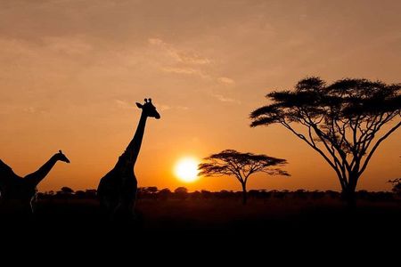 Safari Sunset Game Drive in Aquila with Lunch