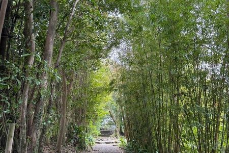 Escape the Crowds: Kagoshima Zen Walking Tour (Gardens & Shrines)