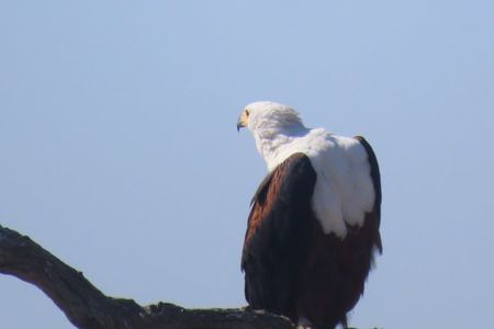 Full Day Kruger Safari Open Vehicle
