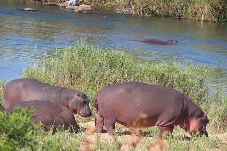 Full Day Kruger Safari Open Vehicle