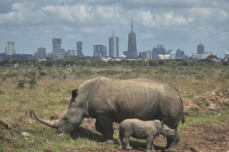 Half-Day Safari at Nairobi National Park & Elephant Orphange
