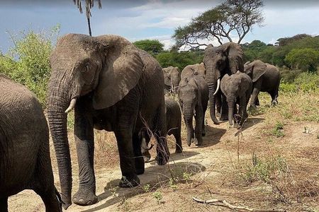 7 Day Classic Tanzania Safari Experience
