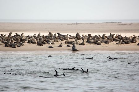 Marine Dolphin Seal Cruise
