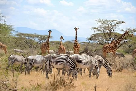 Ngorongoro 5 Day Private Tour with Transportation