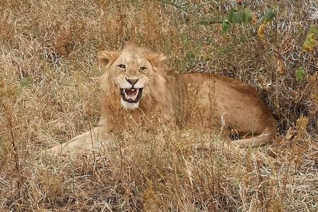4 Day Safari Adventure Tarangire Serengeti and Ngorongoro