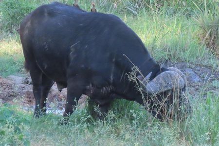 3 Day Kruger National Park Safari & Panorama Route