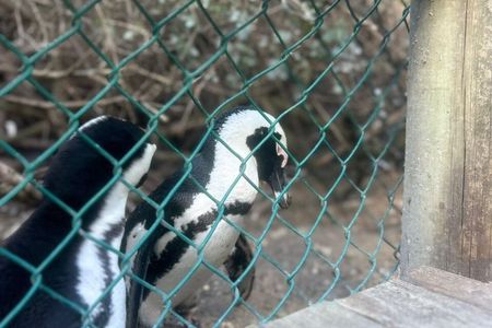 Full day Tour Cape Point and Good Hope with Penguins