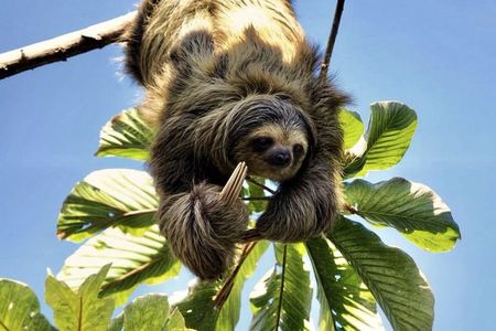 La Fortuna: Sloth Watching Tour with Butterfly Conservatory