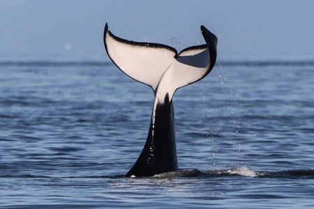 Victoria Half-Day Whale Watching Adventure with Free Photos