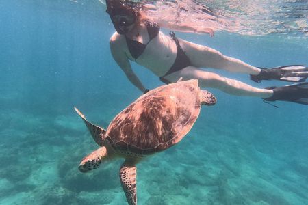 Turtle Snorkeling Experience in Vieques