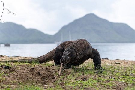 Early Morning Private Speedboat Tour to Komodo National Park