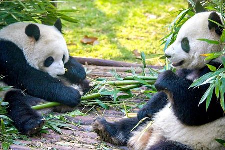 11-Day China Tour of Small Group to Beijing, Xian, Chengdu, Shanghai