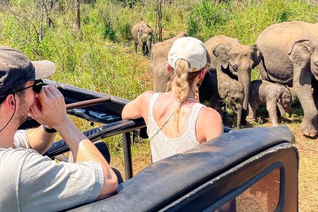 Minneriya Elephant Safari with Driver and Guide