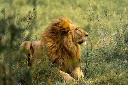 Full Day Guided Safari in Addo Elephant National Park