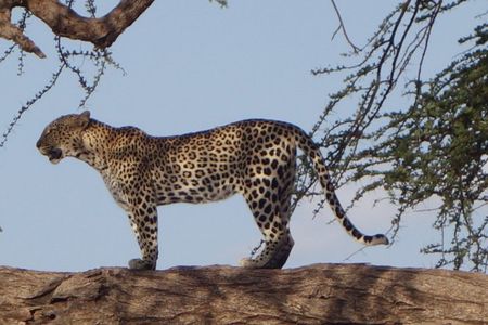 4 Days Safari to Masai Mara National Reserve and Lake Nakuru Park