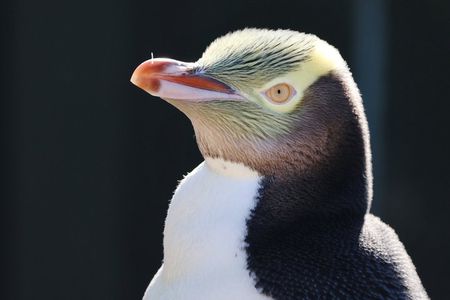 Dunedin Guided Penguin Tour and Peninsula Wildlife & Castle