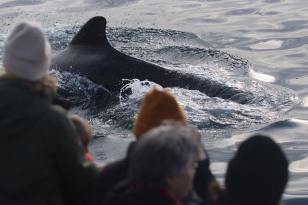 Whale Watching Safari in Sto, Vesterålen with Sea birds & Seals