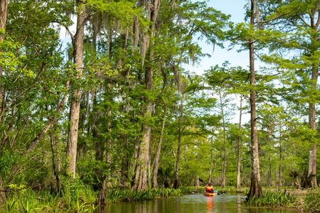 New Orleans Guided Kayak Swamp Tour