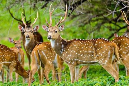 Maduru Oya National Park Private Safari with Naturalist